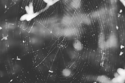 Close-up of wet spider web