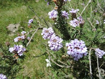 Purple flowers blooming in park