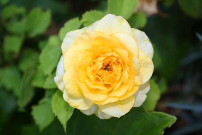 Close-up of yellow rose