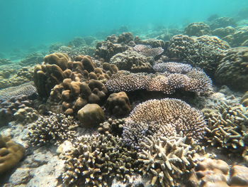 View of coral in sea