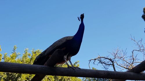 Low angle view of bird perching on branch against blue sky