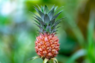 Close-up of plant against blurred background