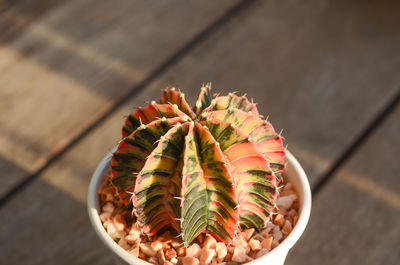 High angle view of succulent plant