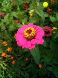 High angle view of pink flower