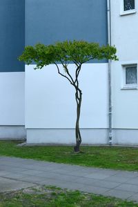 View of tree in front of building