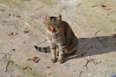High angle portrait of tabby cat on land