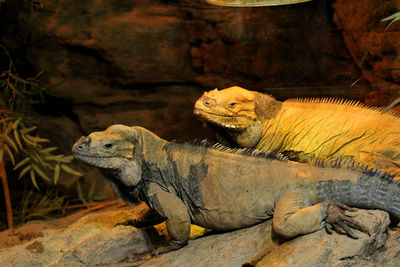 Pair of iguanas at a zoo 