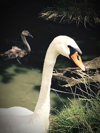 White swan in water