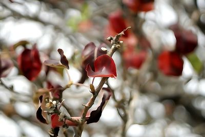 Close-up of red rose