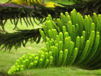 Close-up of fern on field