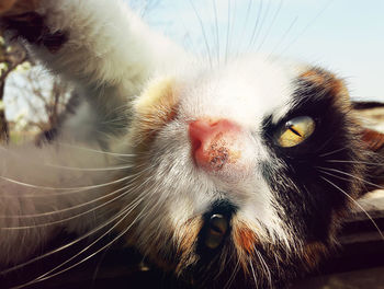 Playful domestic cat lying on a roof. cute kitten in a bizarre posture