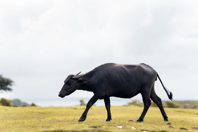 Side view of buffalo on field