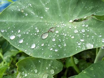 Close-up of water drops on leaves