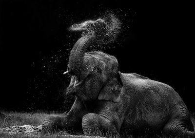 Elephant splashing water on field