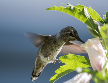 Close-up of bird on plant