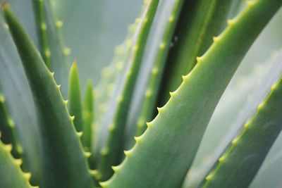 Close-up of succulent plant