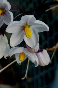 Close-up of white flowers blooming outdoors