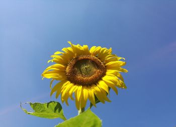 Close-up of sunflower against blue sky