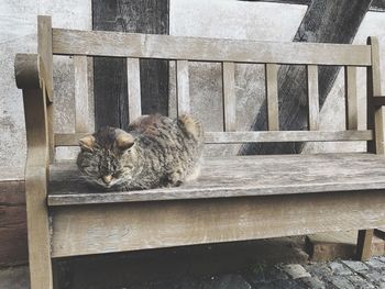 Close-up of cat relaxing on wood