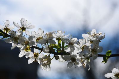 Close-up of apple blossoms in spring