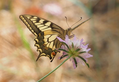 Close-up of butterfly pollinating on flower