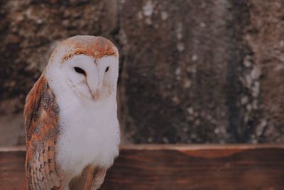 Close-up of a bird