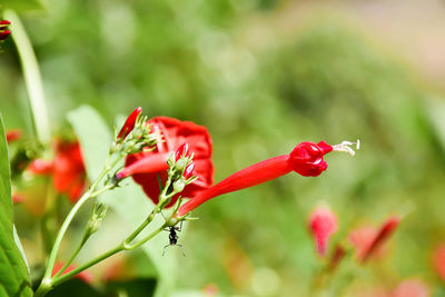 Close-up of red flowers blooming outdoors