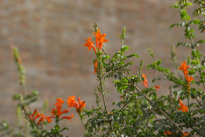 Close-up of orange flowering plant