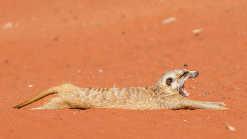 Meerkat stretching and yawning on red sand, suricata suricatta, kalahari desert, namibia