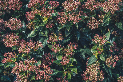 Full frame shot of red flowering plants