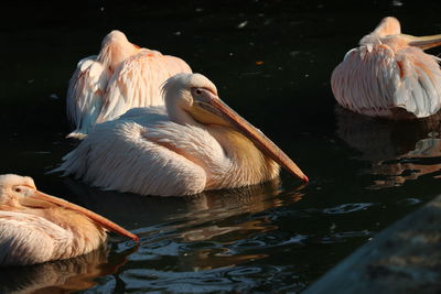 View of birds in lake