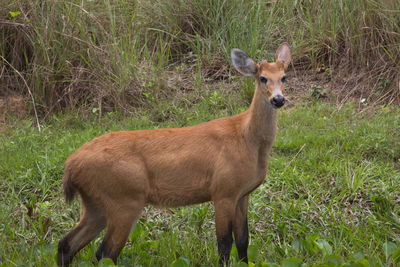 Side on portrait of marsh deer blastocerus dichotomus looking back at camera m, pantanal, brazil.