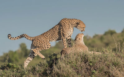 Cheetah in the wild, africa