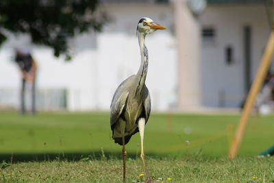 Bird on a field