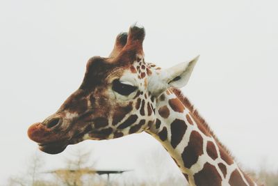 Close-up of giraffe against clear sky