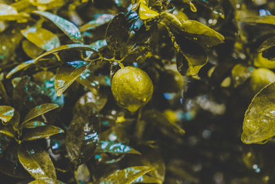 Close-up of fruits on tree