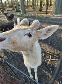 High angle view of goat on field