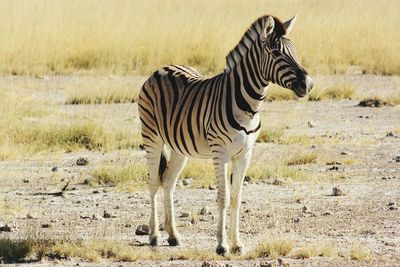 Zebra standing on field