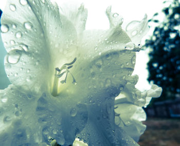 Close-up of water drops on flower