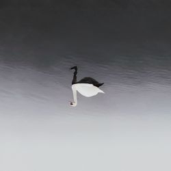 Upside down image of swan swimming in lake