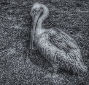 View of bird on field