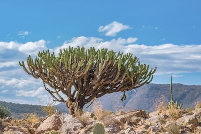 Close-up of plant against sky