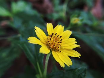 Close-up of yellow flower blooming outdoors