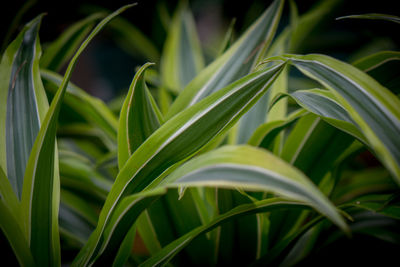 Close-up of plant