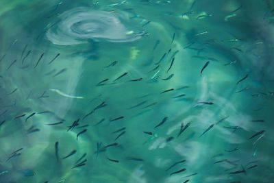 Close-up of fish swimming in water