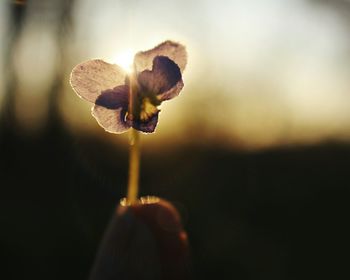 Close-up of plant against blurred background