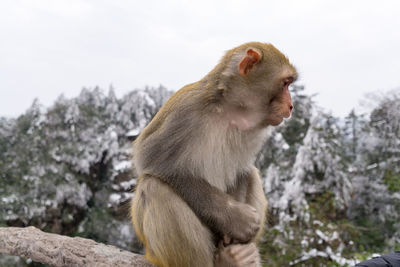 Monkey sitting on snow covered mountain