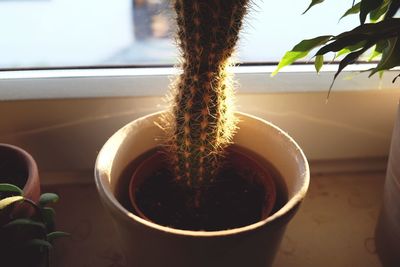 Close-up of potted plant