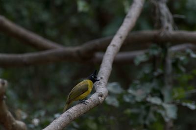 Bird perching on a branch