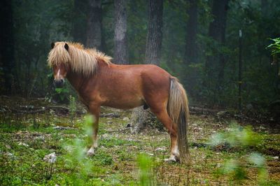 Horse standing on field in forest